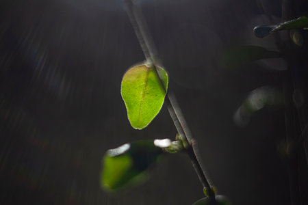 Back lit leaves hanging on a tree.の写真素材