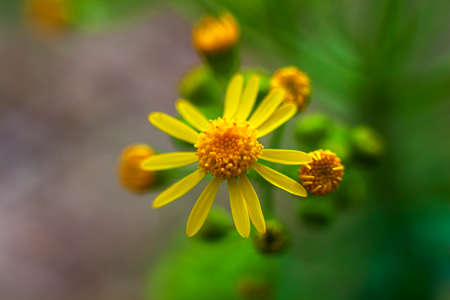 Yellow Rosinweed blooming in the spring