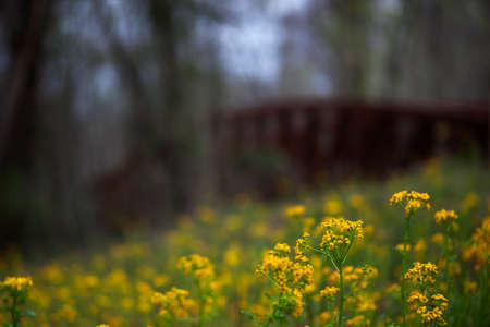 Yellow Rosinweed blooming in the spring