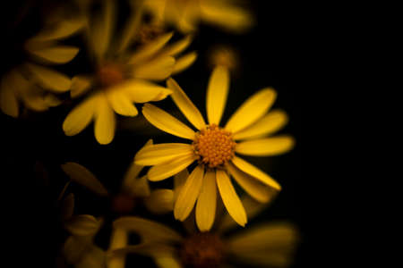 Yellow Rosinweed blooming in the springの写真素材