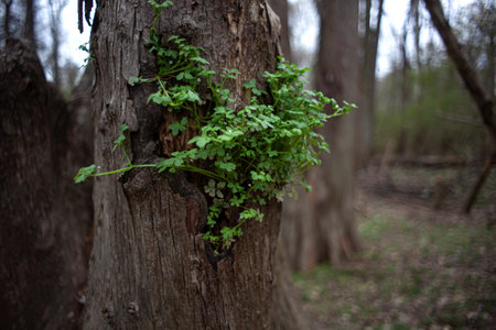 Back lit Green leaves sprouting in springの写真素材
