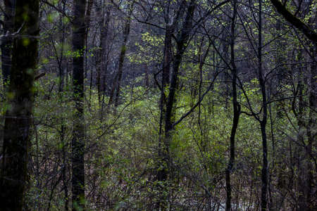 Back lit Green leaves sprouting in spring