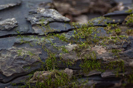 Green moss on black wood log