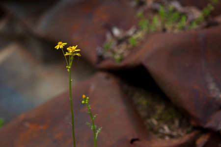 Folded rusting metal in the woods with a yellow flower taking root and blooming.の写真素材