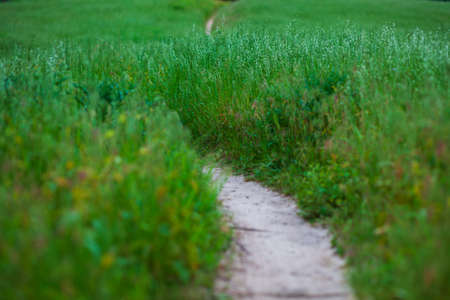 Mountain bike and jogging dirt trail winding through an open field of lush green grass and flowers.
 Photographer Derek Broussardの写真素材