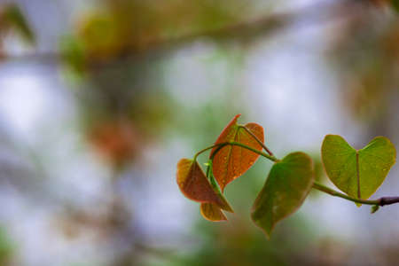 close-up of backlit red and green leaves with water drops.
 Photographer Derek Broussardの写真素材