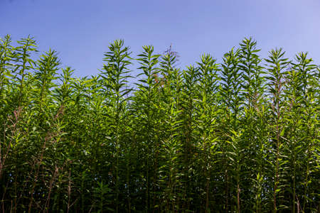 Back lit tall green grass with blue sky.の写真素材