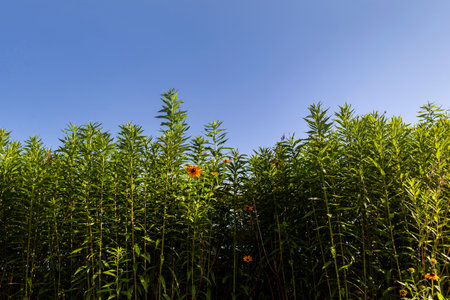 Tall green grass with blue sky, leaves and yellow cone flowers.の写真素材