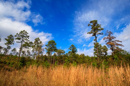 Little pine trees start to grow in a reforestation effort in a woodland area. Near Dover Lights in the Ozark Mountains, Arkansas.の写真素材