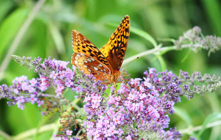 Beautifyl orange butterfly on a light purple flower.の写真素材