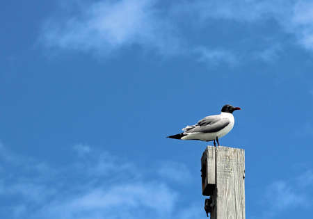 Sea gull watching for food opportunities while sitting on a pier post located in the outer banks of NC. の写真素材