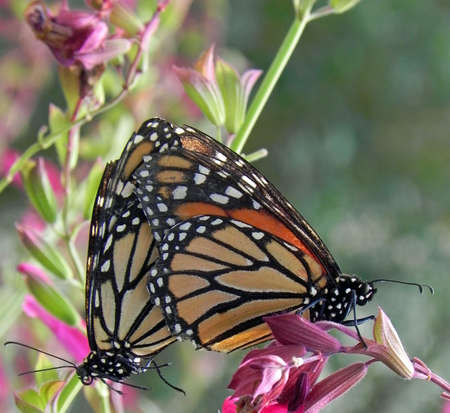 Colorful butterflies mating in a butterfly habitat of Brook Green Gardens near Myrtle Beach SC.                                   の写真素材