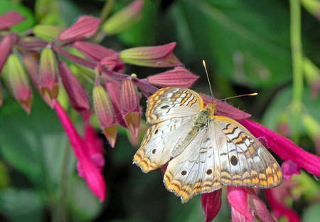 Colorful butterfly on brilliant pink flower, blending in with surroundings in a butterfly habitat of Brook Green Gardens near Myrtle Beach SC.                               の写真素材