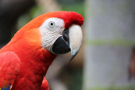 Scarlet macaw close up of head and beak