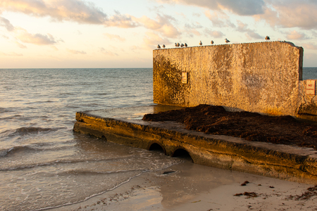 sea gulls sitting on sea wall with dramatic lightのeditorial素材