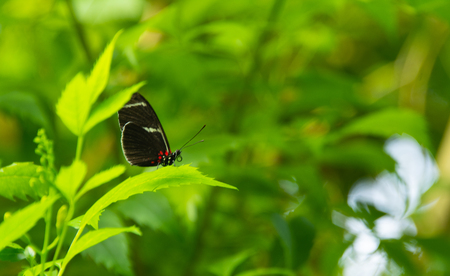 black and orange butterfly on blurred backgroundの写真素材
