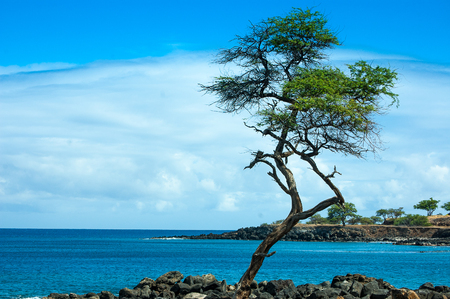 coastline tree in small bayの写真素材