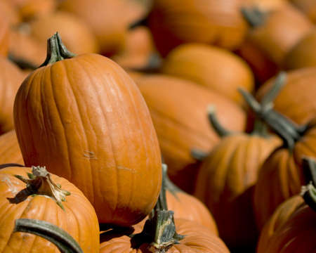 pumpkin in pumkin patch