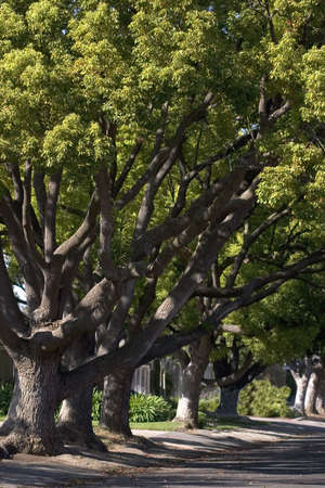 tree lined street
