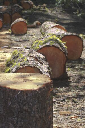 A tree was cut down to make firewoodの写真素材