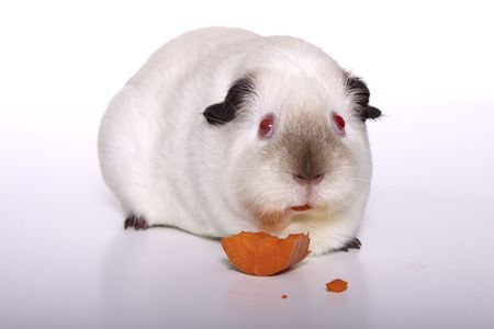Guinea pig looking into lens with carrot in mouthの写真素材