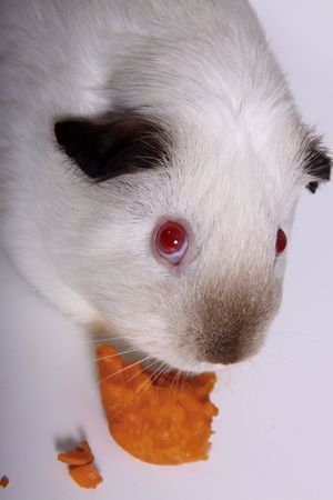 Guinea Pig looking up at camera while munching on a carrotの写真素材