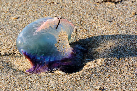 Isolated Portuguese Man of War at sunrise on Pompano Beach