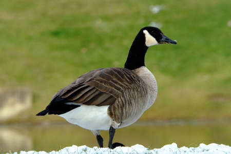 Canada Goose feeding in the snow next to a pond in winterの写真素材