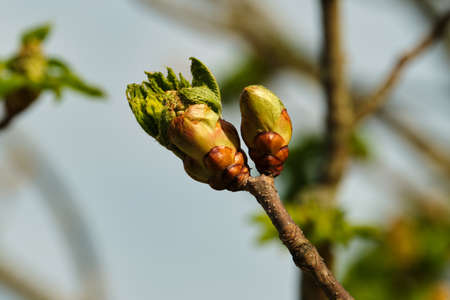 Red horse-chestnut leaf busting out of it's bud on a sunny Spring morning