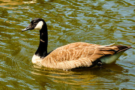 Canada Goose floats on pond