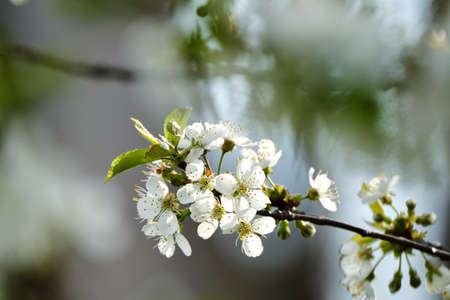 North star cherry tree blossoms in Spring