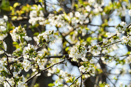 North star cherry tree blossoms in Spring