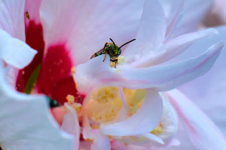 Augochlora pure green sweat bee(Augochlora pura)  covered in pollen on a pink petalの写真素材