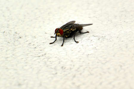 Flesh fly (Sarcophaga spp.) on a white and black backgroundの写真素材