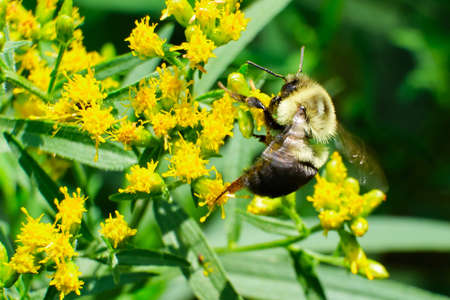 Common Eastern Bumble Bee Bombus impatiens) sits on top of a brown fenceの写真素材