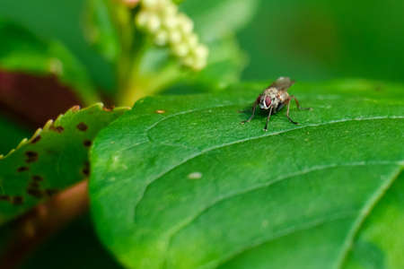 Brown fly with brown eyes settles on a green leaf