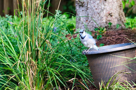 Blue jay perched on flower pot looking my wayの写真素材