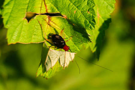 Red headed bush cricket on a green leaf