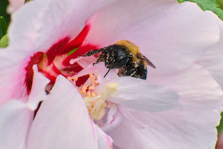 Eastern carpenter bee pollinates pink flowersの写真素材