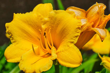 Closeup of yellow freesia flower in Springの写真素材