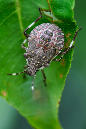 Close up of a Brown Marmorated Stink Bug on a green leafの写真素材