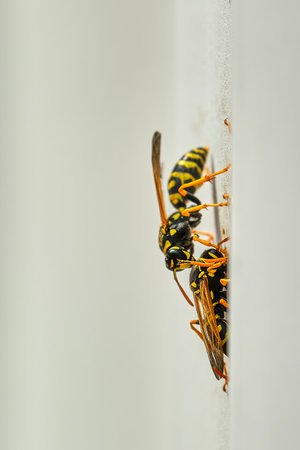 European paper wasps cling to a shed opening near their nestの写真素材