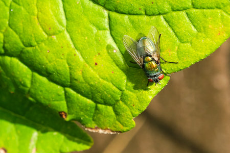 Common green bottle fly on a green leafの写真素材