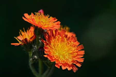 Orange hawkweed flowers in the summer morning sun with a dark backgroundの写真素材
