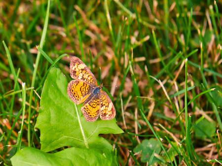 Crescent butterfly perched on a leafの写真素材