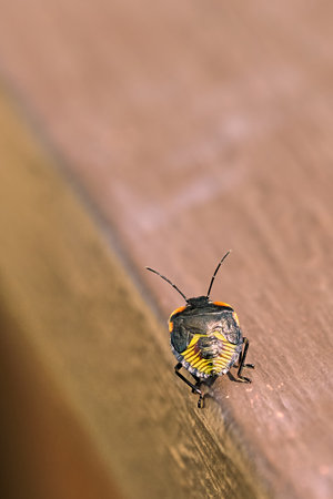 Green stink bug nymph crawling on a wood railの写真素材