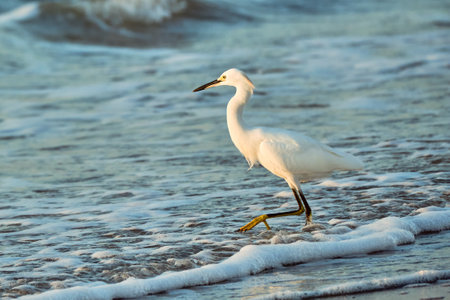 Snowy egret wades thru the coastline of Myrtle Beach South Carolina at sunriseの写真素材