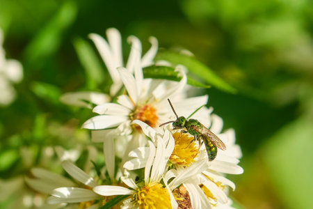 Green metallic sweat bee among the white wildflowersの写真素材