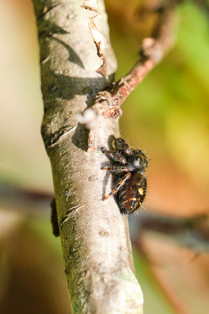Bold jumping spider crawls up a small tree branchの写真素材