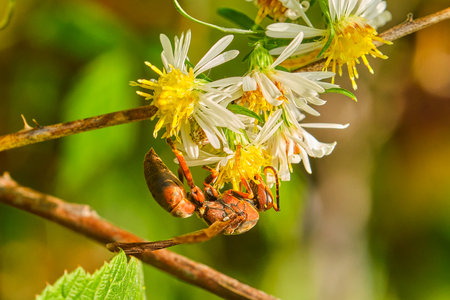 Northern paper wasp hangs upside down on white and yellow wildflowersの写真素材